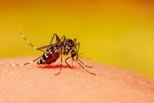 Novy virus sa siri ako pred 20 rokmi Chikungunya dorazil do Europy a WHO varuje pred globalnou katastrofou
