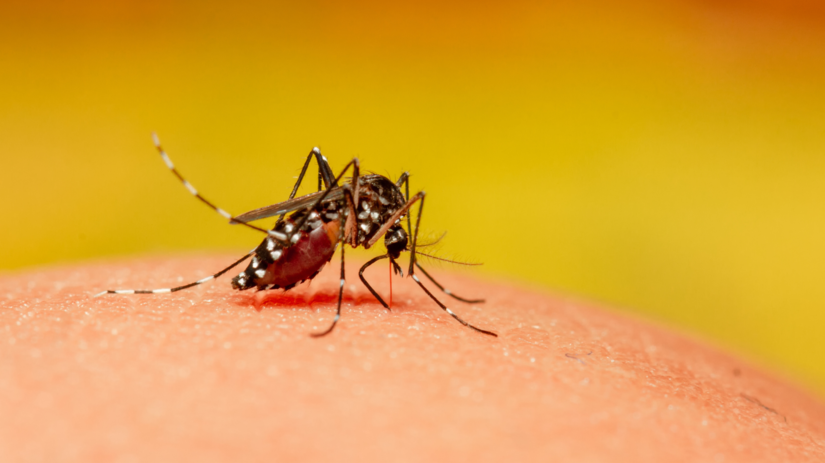 Novy virus sa siri ako pred 20 rokmi Chikungunya dorazil do Europy a WHO varuje pred globalnou katastrofou