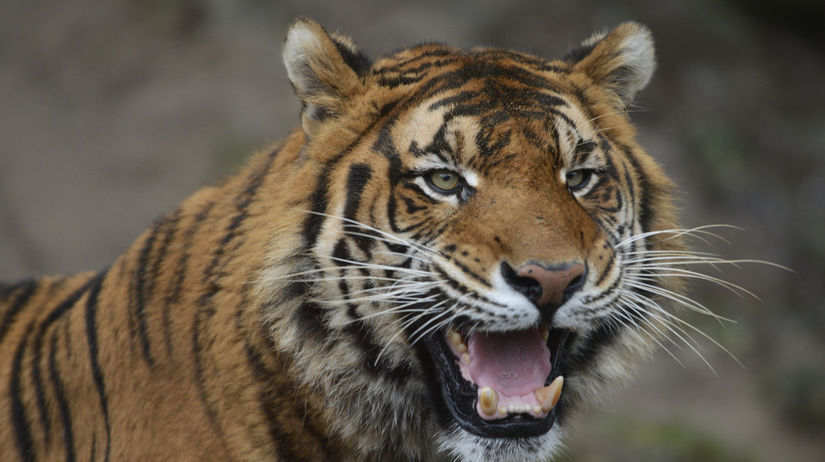 Beru aj kone Danska zoo vyzyva darovat zvierata