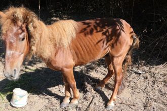 Recidivista z Malinca tyral ponyho vyhladoval ho