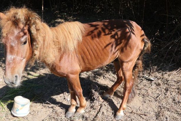 Recidivista z Malinca tyral ponyho vyhladoval ho