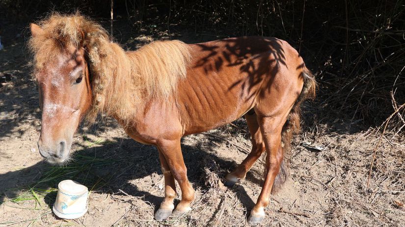 Recidivista z Malinca tyral ponyho vyhladoval ho