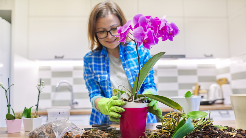 orchidea nekvitne hoci vyzera zdravo najcastejsie priciny a ako ich odstranit
