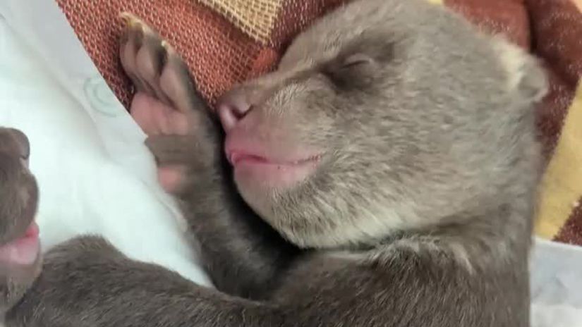 VIDEO Nov sprvy z bojnickej zoo Pozrite sa ako sa dar medvieatm