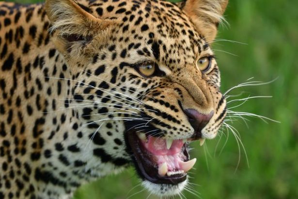 Meditacia v jaskyni sa skoncila tragicky Ceskho mnicha napadol leopard zraneniam podlahol
