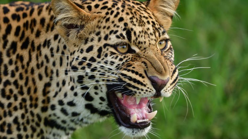 Meditacia v jaskyni sa skoncila tragicky Ceskho mnicha napadol leopard zraneniam podlahol