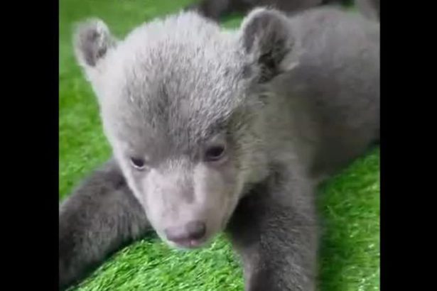 VIDEO Osirele medvidata v bojnickej zoo sa pokusaju o prve krociky Este stale im ide lepsie plazenie