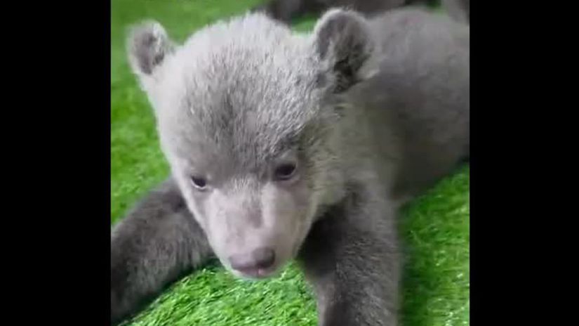 VIDEO Osirele medvidata v bojnickej zoo sa pokusaju o prve krociky Este stale im ide lepsie plazenie
