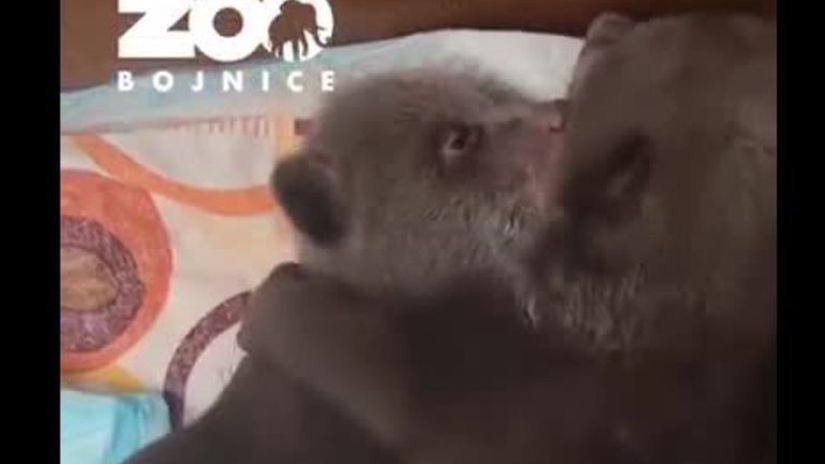 VIDEO Z tchto zaberov budete na mkko Pozrite sa ako sa osirel medvieat ukladaj na spnok