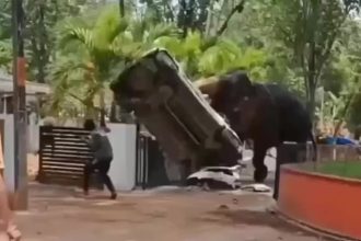 VIDEO Slon sa rozculi v amoku niil aut a zabil cloveka