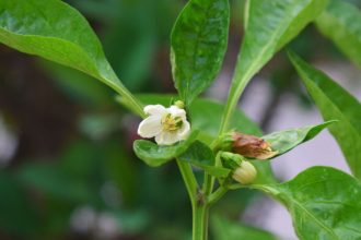 Paprika slabu kvitne alebo neudrzi kvety Mozno ju zalievate sposobom ktory jej skodi