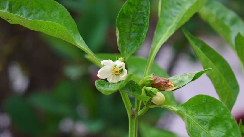 Paprika slabu kvitne alebo neudrzi kvety Mozno ju zalievate sposobom ktory jej skodi