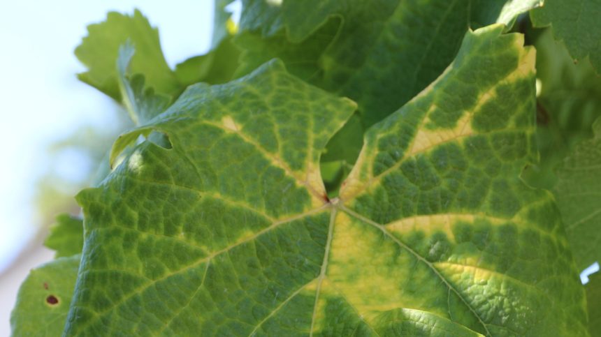 Slovenskym vinohradom hrozi ticha skaza Nebezpecna nakaza nepozna hranice do boja sa zapajaju aj obce Ekonomika Spravy