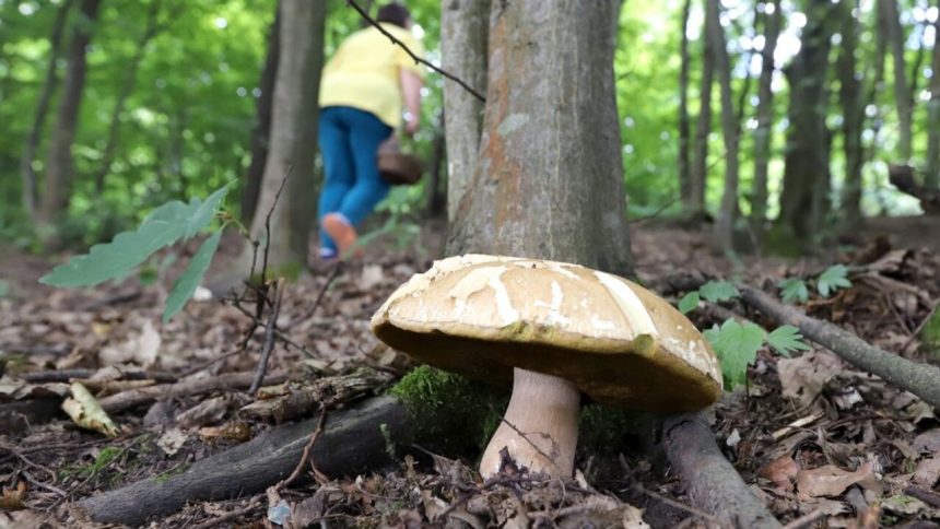 Mykolog Klimaticka zmena uz meni slovenske lesy Niektore huby mozu lokalne vymiznut inne sa posuvaju na sever rozhovor