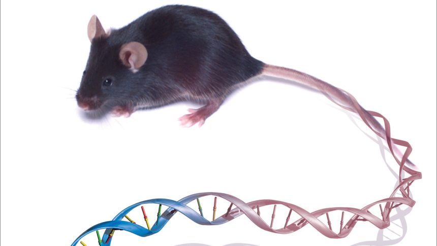 Oprava DNA ako zastavenie starnutia Pokusy na mysiach prinaj subn vsledky lovek Veda a technika