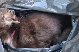 Bizarná smrť jazvečíka v Podunajských Biskupiciach. Zomrel pre odmietnutý sex