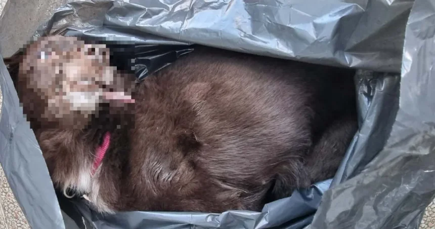 Bizarná smrť jazvečíka v Podunajských Biskupiciach. Zomrel pre odmietnutý sex