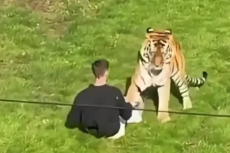 Dráma v holandskom safari parku: Leopard napadol ošetrovateľku, bojuje o život