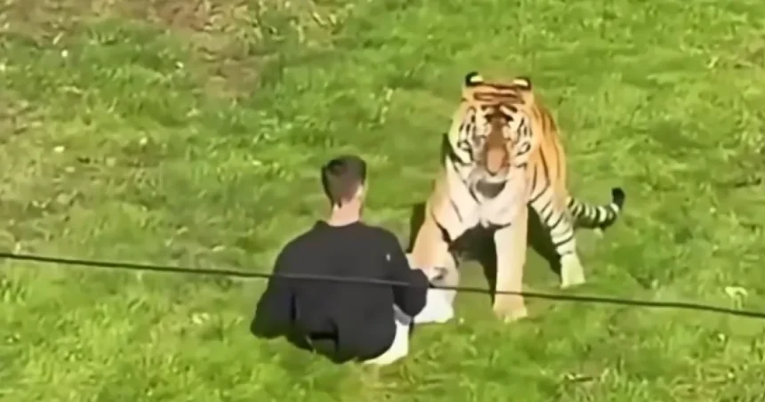 Dráma v holandskom safari parku: Leopard napadol ošetrovateľku, bojuje o život