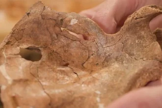 Neandertálec prežil ťažké zranenie tváre, zrejme ho zabila drevená kopija