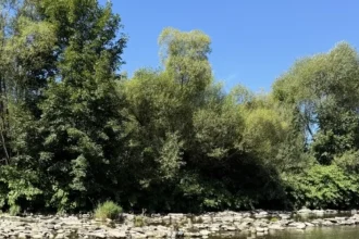 Tajomný nález na dne Kysuce: ukrýval sa tam 300-ročný most, prekvapil historikov
