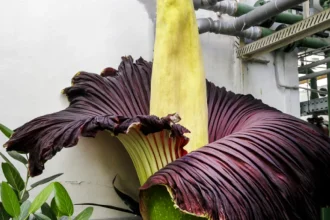 V Botanickej záhrade rozkvitol vzácny kvet, otváracie hodiny preto výrazne predĺžili