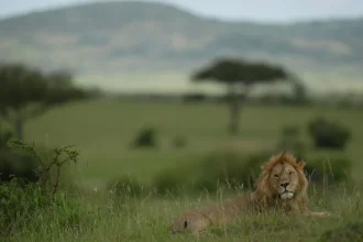 Z papúľ im tiekla pena, jazyky modré. V Afrike sa šíri metóda, čo nezabíja len levy